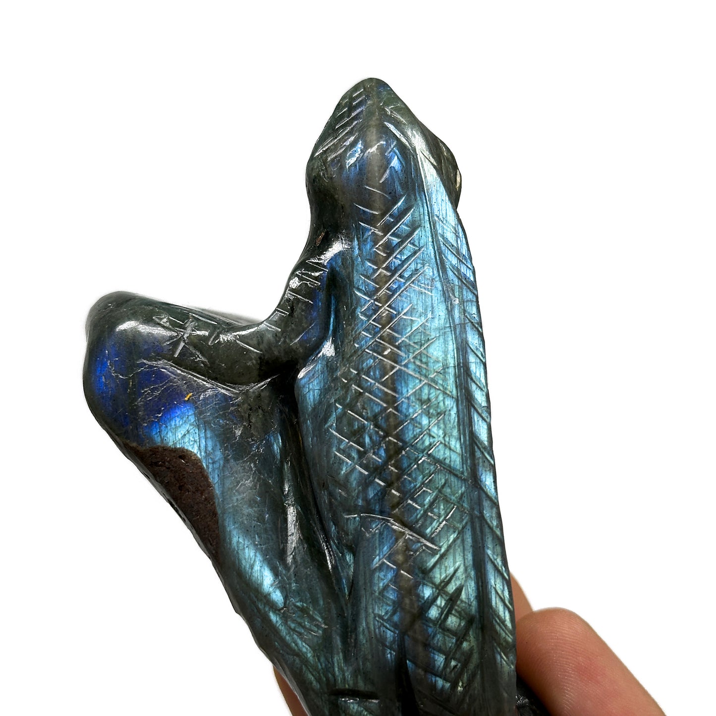 Labradorite Monitor Lizard